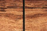 Tall, Arizona Petrified Wood Bookends - Red and Black #240768-2